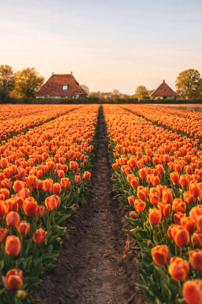Tulip field at sunset