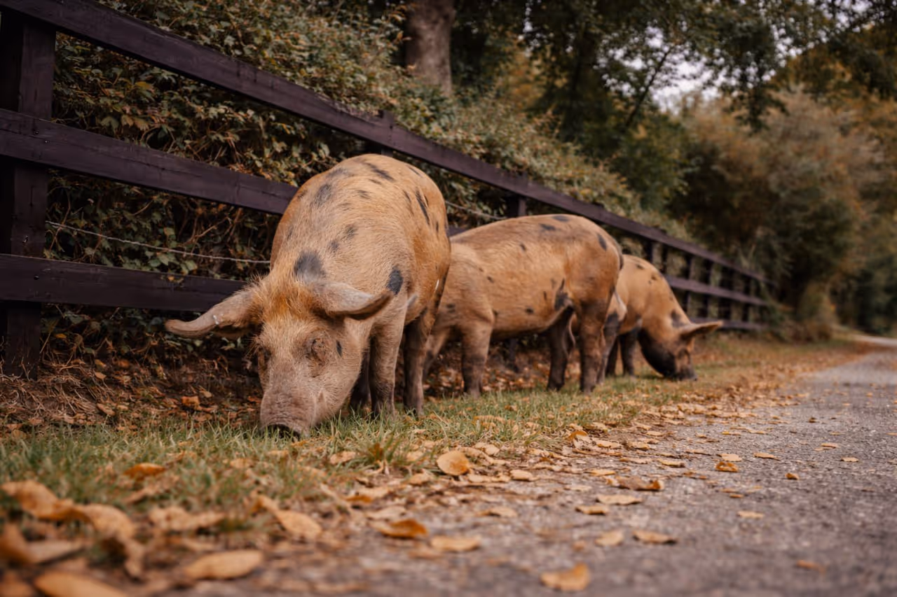 Pigs
