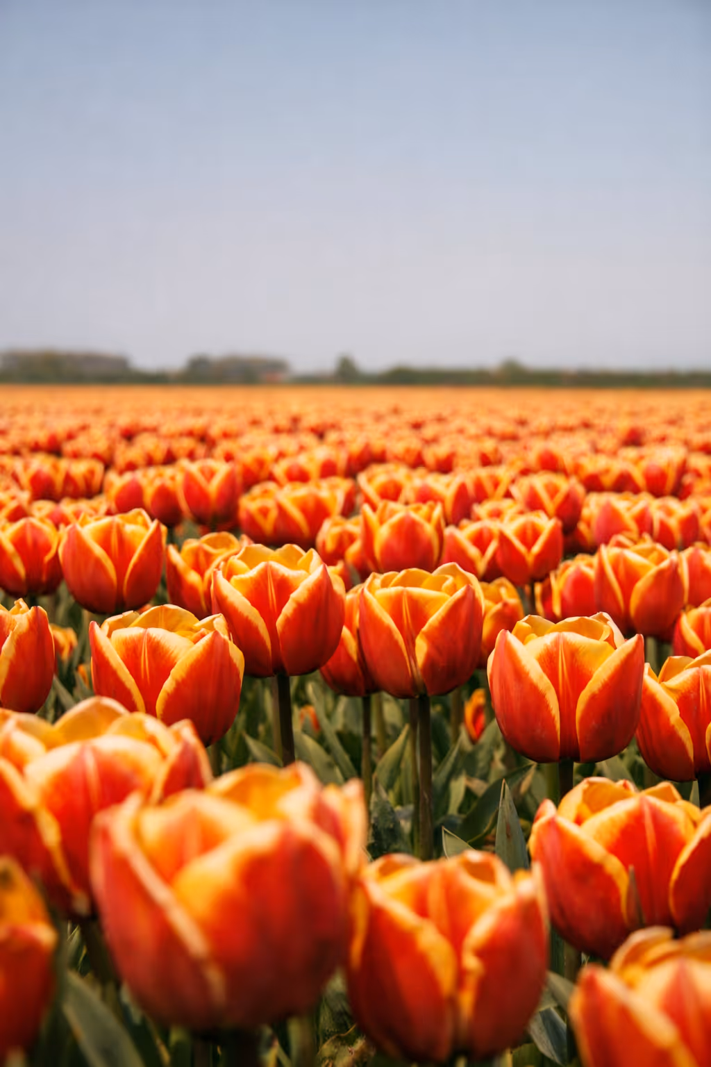 Tulips